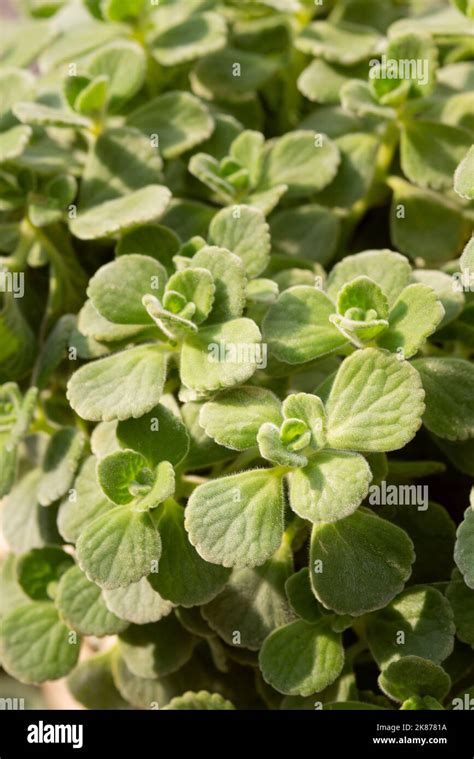 Coleus Amboinicus Leaves Stock Photo - Alamy