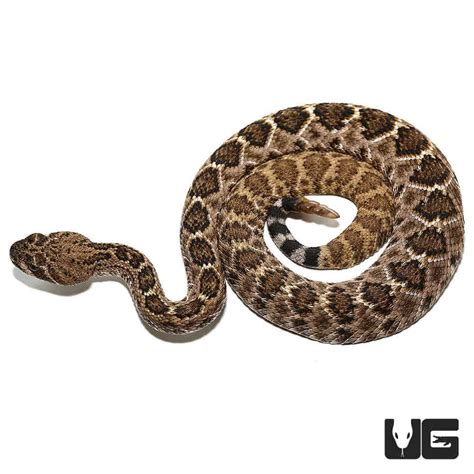 Newborn Timber Rattlesnake