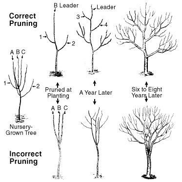 Pruning & Training Apple & Pear Trees | Home & Garden Information Center