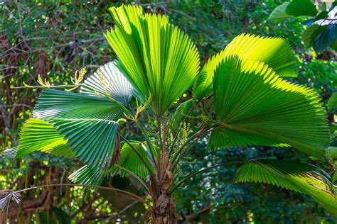 Licuala Grandis: Tips on How To Grow Your Own Ruffled Fan Palm