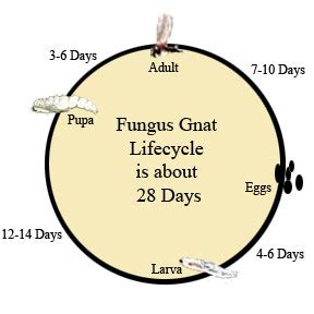 Natural Fungus Gnat Control