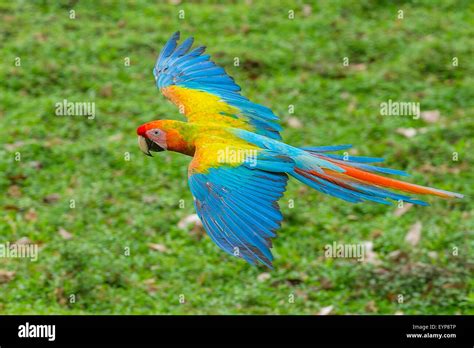 A Great Green Macaw flying Stock Photo - Alamy