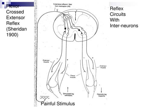 PPT - Flexor- Crossed Extensor Reflex (Sheridan 1900) PowerPoint Presentation - ID:251717