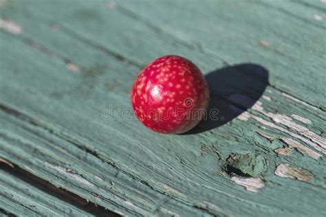 Red Ball Oak Wasp Gall - Cynipidae Stock Image - Image of wasp, cynipidae: 130732695