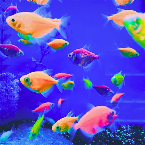 Glo Fish Digital Art by Yvonne Pless - Fine Art America