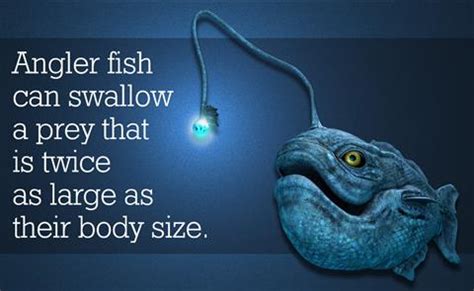 Angler Fish Facts For Kids - Unique Fish Photo