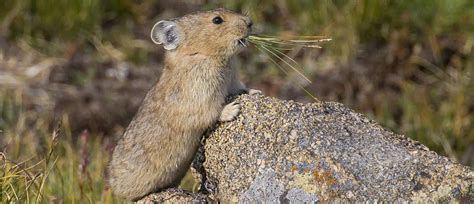 Pika Monitoring (U.S. National Park Service)