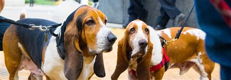 10+ Basset Hound Colors & Markings (With Pictures) | BHBreeders