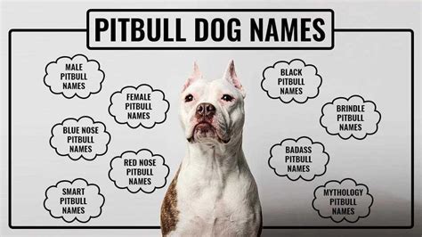 Are Pitbulls A Smart Breed Of Dogs