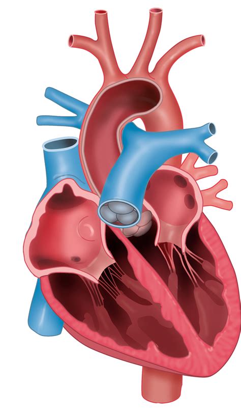 Slagter - Drawing Opened heart and aorta anatomy - no labels | AnatomyTOOL