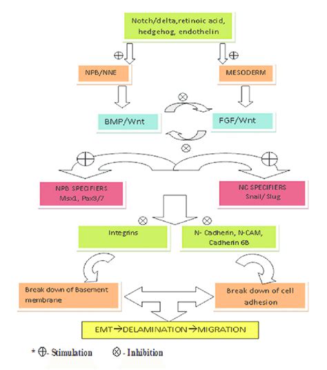 Molecular events in neural crest induction and emigration | Download ...