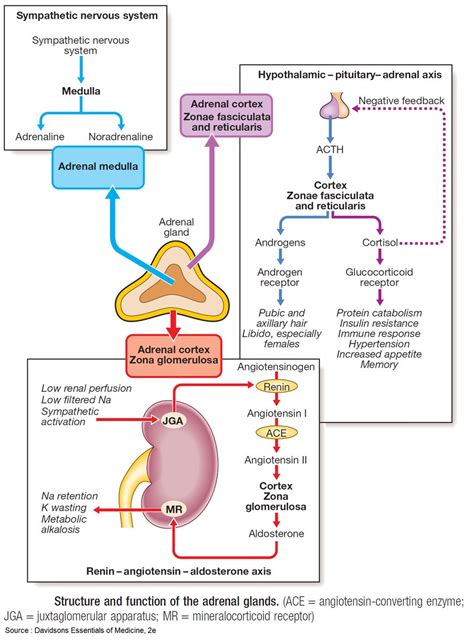 Adrenal Gland Hormones Diagram