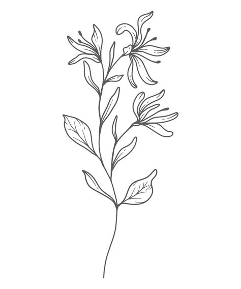 Honeysuckle Line Art. Honeysuckle outline Illustration. June Birth Month Flower. Honeysuckle ...