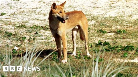 Child attacked by dingo on Australia's K'gari-Fraser Island | Flipboard