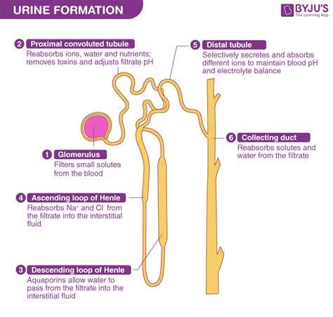 Urine Formation - Mechanism of Urine Formation and Osmoregulation