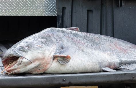 Monster Mississippi Catfish Caught With Rod and Reel Smashes State Record - Newsweek