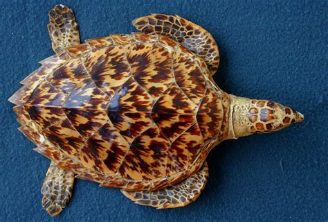 Hawksbill Sea Turtle (Eretmochelys imbricata) - Sea Turtle Camp