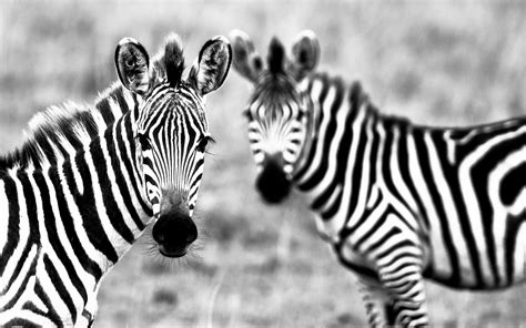 Zebra Wallpapers Images Photos Pictures Backgrounds