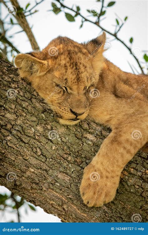 Close-up of Lion Cub Sleeping in Tree Stock Image - Image of savannah ...