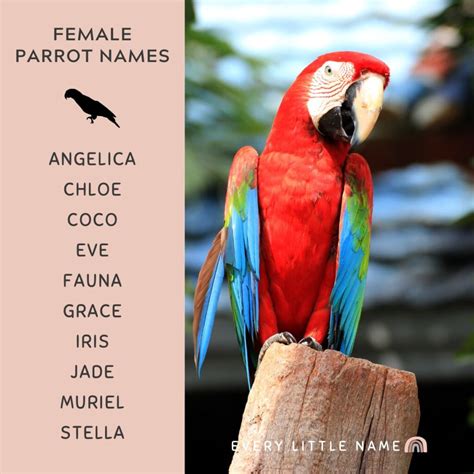 210+ Best Parrot Names (Cute, Funny, and Mac-awesome) - Every Little Name