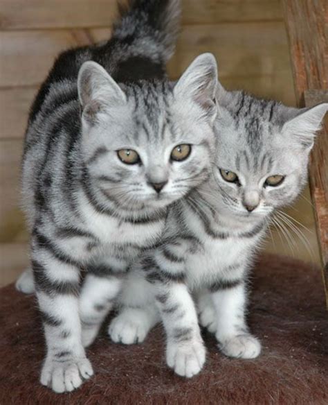 40 Pictures of Cute Silver Tabby Kittens - Tail and Fur