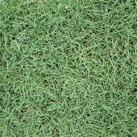 Bermuda Grass Types | The Grass Store