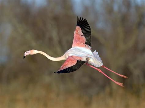 Flamingo Migration: All About The Great Pink Voyage | Birdfact