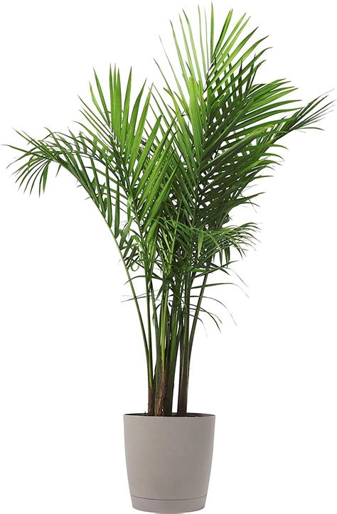 tall plants that look like palm trees - Reva Pipkin