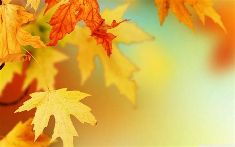 Fall Leaf Wallpapers - Top Free Fall Leaf Backgrounds - WallpaperAccess