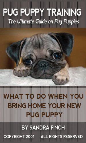 Pug Puppy Training: The Ultimate Guide on Pug Puppies, What to Do When ...