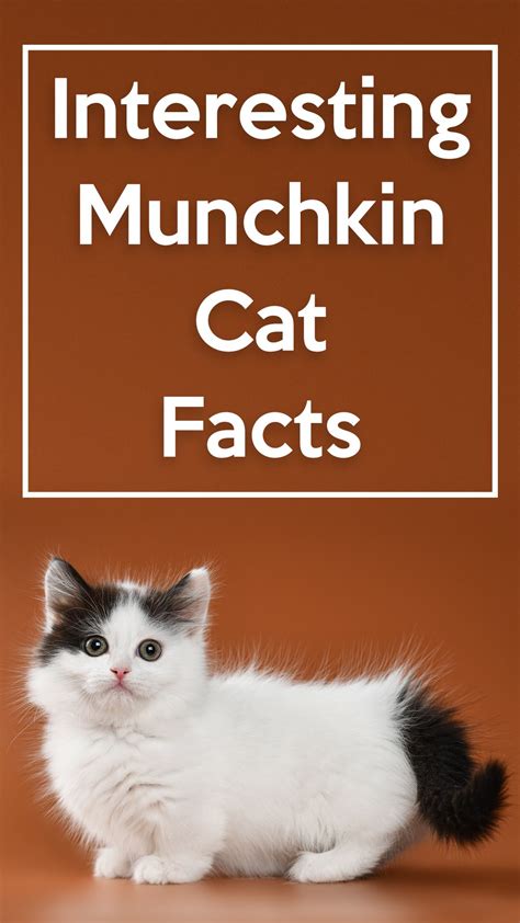 11 Fascinating Facts about the Munchkin Cats | Catastic | Munchkin cat, Munchkin kitten, Short ...