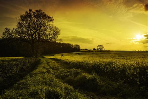 Canola Field At Sunset Photograph by Amanda Elwell | Fine Art America