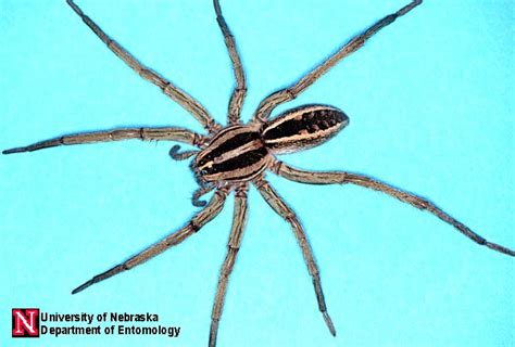 Wolf Spider Identification: what do they look like?