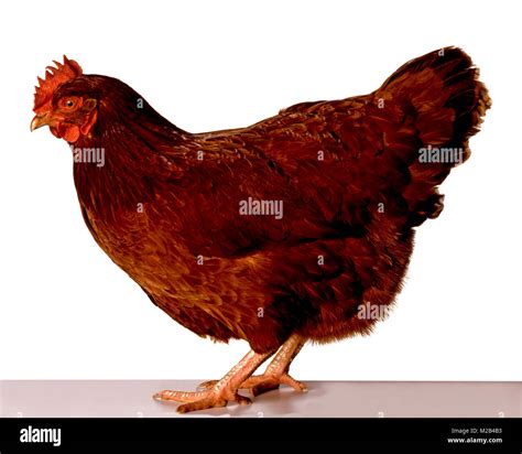 Rhode Island Red Hen Stock Photo - Alamy