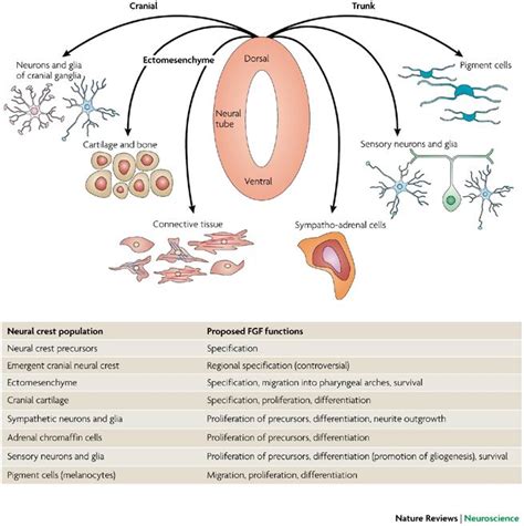 44 best Neural crest derivatives images on Pinterest | Anatomy ...