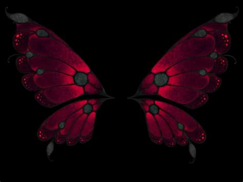 🔥 [30+] Butterfly Wings Wallpapers | WallpaperSafari