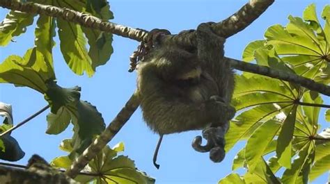 A rare video captured the heart-stopping moment a sloth gave birth in a tree