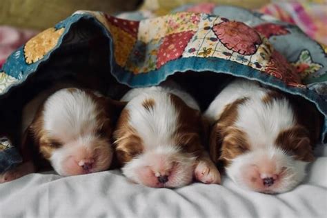 newborn cavalier king charles spaniel puppies - I-Love-Cavaliers.com