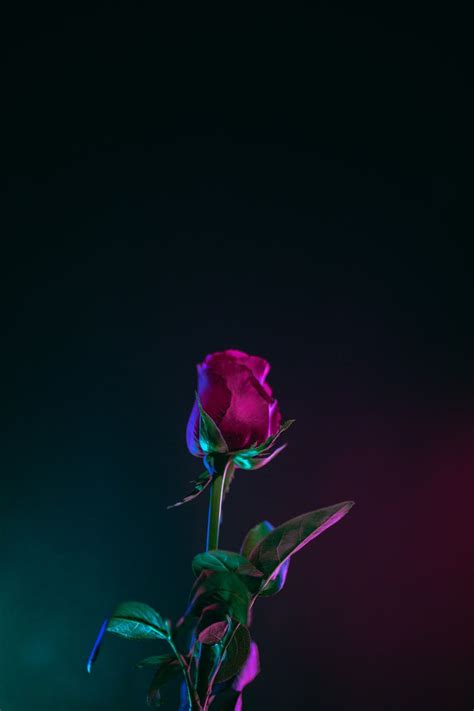 Neon Rose Wallpapers - Wallpaper Cave