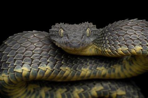 The dragon-like African Bush Viper, Atheris Squamigera : r/natureismetal