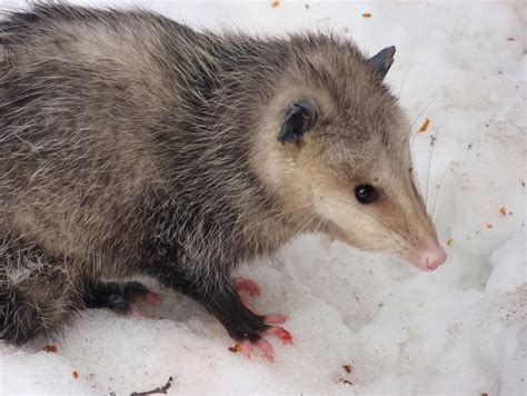 Are opossums dangerous or nature's helpers? - WHYY