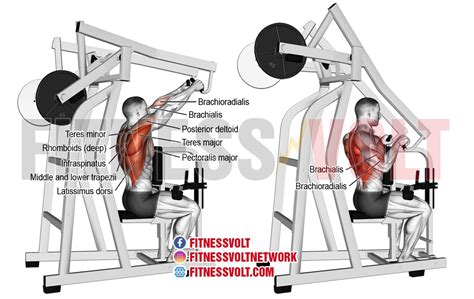 Build Back Strength: Seated High Row for Powerful Lats & Biceps – Fitness Volt