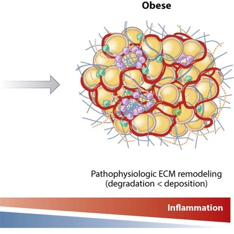 Dynamic regulation of adipose tissue extracellular matrix (ECM) with ...