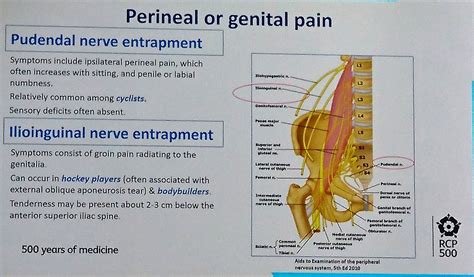 Pdf Diagnosis And Treatment Of Pudendal Nerve Entrapment Syndrome | Images and Photos finder