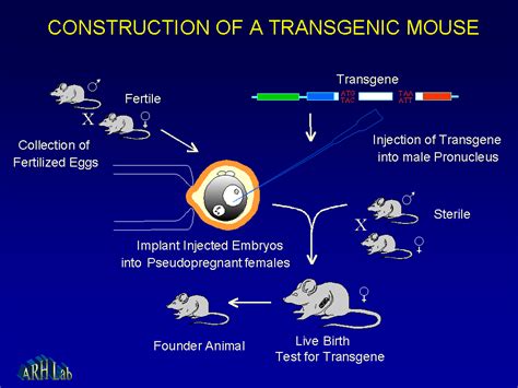 Technology - Transgenic animals