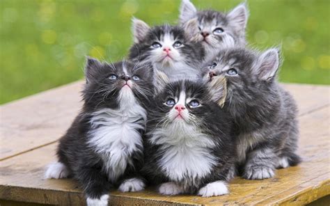 Cute Kittens - Kittens Wallpaper (16094704) - Fanpop