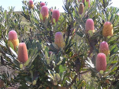 Banksia Menziesii Dwarf — Lullfitz Nursery