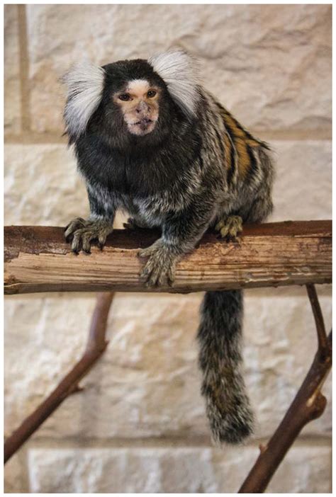 Marmoset Monkey