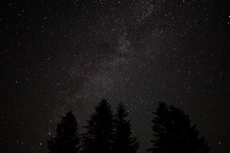 File:Forest-night-sky-spruce-trees-stars - West Virginia - ForestWander.jpg