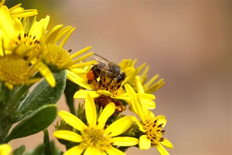 Bee wise - Africa Geographic